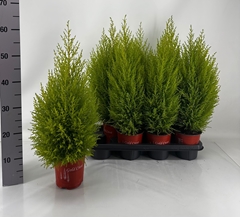 Cupressus Goldcrest Wilma 14Ø 65cm
