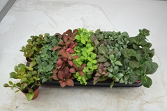 Fittonia Mix 7 Colours 8Ø 12cm