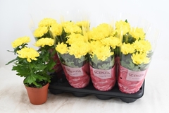 Chrysanth Supernova Yellow 13Ø 30cm