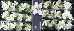 Cymbidium Mrs. White Crystal 80cm