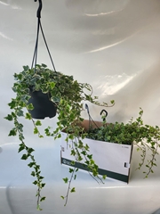 Hedera Helix White Wonder 19Ø 70cm