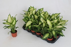 Dieffenbachia Camilla 9Ø 30cm