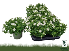 Campanula White Get Mee 10Ø 20cm