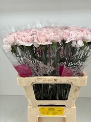Dianthus Single Bridal Damascus 60cm