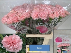 Dianthus Single Jodie 60cm
