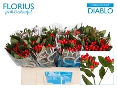 Hypericum Coco Diablo 50cm