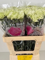 Dianthus Single Eternal Fairy+ 60cm