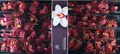 Cymbidium Lucifer 80cm
