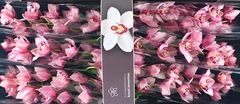 Cymbidium Mrs. Teresa 80cm