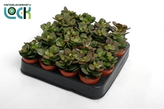 Crassula Minor 5Ø 10cm