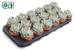 Echeveria 8Ø 10cm