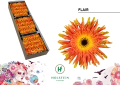 Gerbera Curly Gerpasta Flair 45cm 10cm Hd