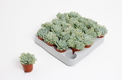 Echeveria 5Ø 10cm