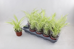 Chlorophytum Variegatum 12Ø 30cm