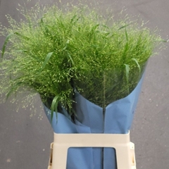 Panicum Fontaine 70cm