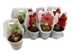 Hippeastrum Mix 14Ø 20cm