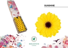 Gerbera Mini Black Center Sunshine 45cm 7cm Hd