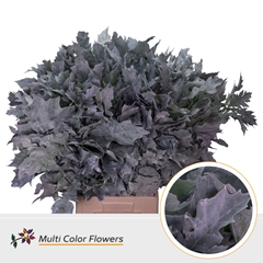 Quercus Palustris Painted Frost White 80cm