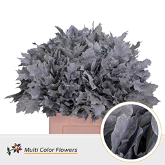 Quercus Palustris Painted Frost White 60cm