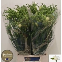 Freesia Double Versailles 70cm 35gr.