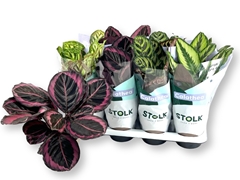 Calathea Mixed 5 Varietys 14Ø 45cm