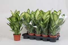Dieffenbachia Camilla 12Ø 45cm