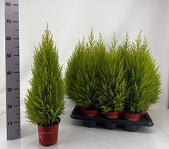 Cupressus Goldcrest Wilma 14Ø 70cm