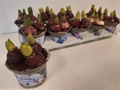 Hyacinthus Mix 12Ø 15cm 3pp