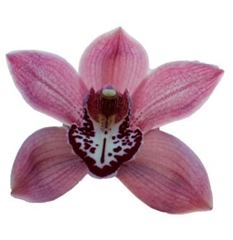 Cymbidium Pin-Up 80cm