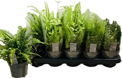 Ferns Mix 12Ø 25cm