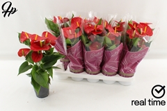 Anthurium Everio 12Ø 40cm