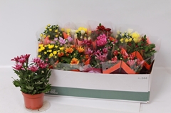 Chrysanth Mix 7 Colours 12Ø 24cm