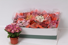 Chrysanth Mix 7 Colours 12Ø 24cm