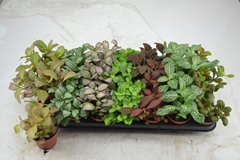 Fittonia Mix 7 Colours 8Ø 12cm