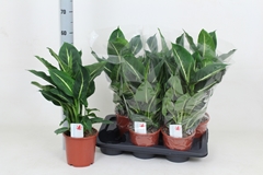 Dieffenbachia Green Magic 17Ø 55cm