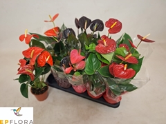 Anthurium Mix 4 Colours 12Ø 50cm