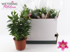 Lily Oriental Sunny Robyn 19Ø 49cm
