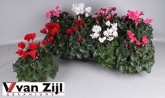 Cyclamen Super Serie Carino 10Ø 20cm