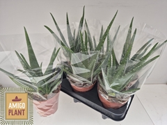 Aloe Vera 14Ø 30cm