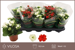 Kalanchoe Double Mix 10Ø 23cm