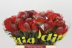 Leucospermum Succession 40cm