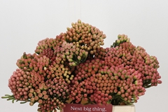 Brunia Laevis Red 40cm