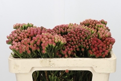 Brunia Laevis Red 50cm