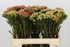 Brunia Laevis Red 60cm