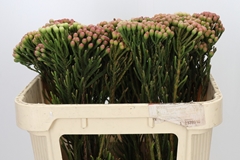 Brunia Laevis Red 70cm