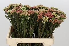 Brunia Laevis Red 60cm
