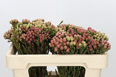 Brunia Laevis Red 50cm