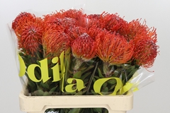 Leucospermum Crimson 60cm