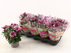 Chrysanth Artistic Jeff Pink 12Ø 27cm