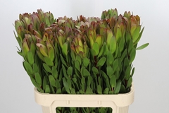 Leucadendron Safari Goldstrike 80cm